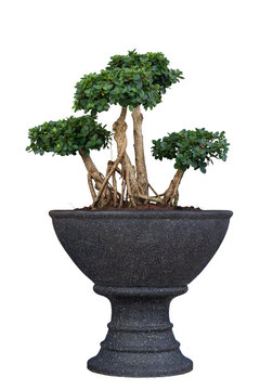 Ficus microcarpa, Green Island, Wax Fig, Panda Ficus or Dollar Ficus growing in pot with drops isolated on white background included clipping path.