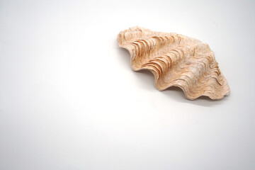 Tiger hand shells on a white background