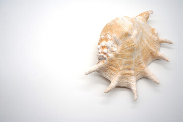 Lady finger claw shells on white background