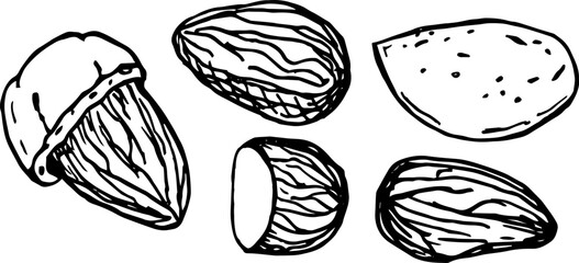 Almond nuts in the form of a wreath. Line art style. Hand drawn sketch illustration.