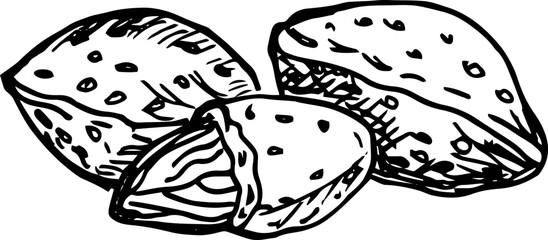 Almond nuts. Line art style. Hand drawn sketch illustration.