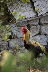 A COCK ON ITS WALK