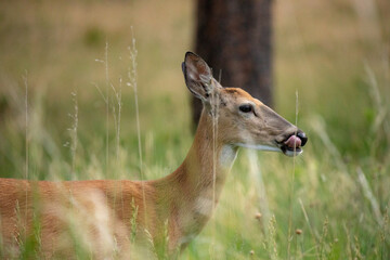 deer in the grass