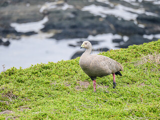 Goose Striding