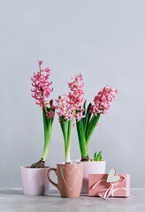 Fototapeta na wymiar Three Pink hyacinth potted spring flowers at home on grey table with pink gift box. Hyacinth in mug with heart. Gift box. Flowerheads in bloom. Mothers Day birthday Easter. Thank you