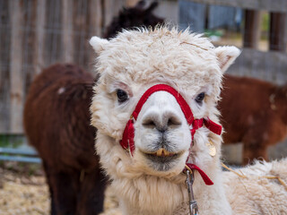 Obraz premium Alpaca close up view during an outdoor hike walk