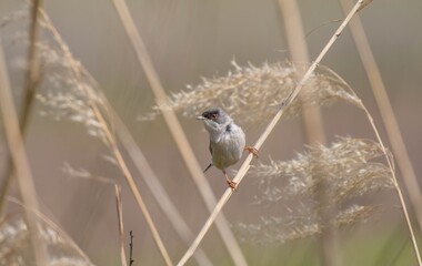 Fototapeta premium Menetries`s Warbler (Sylvia mystacea) is a passerine bird that appears in the Southeastern Anatolia region of Turkey. 