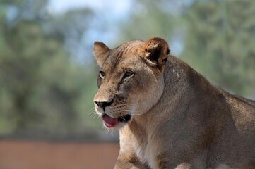 Female lion lioness portrait