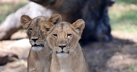 Fototapeta na wymiar Two cute lion cubes