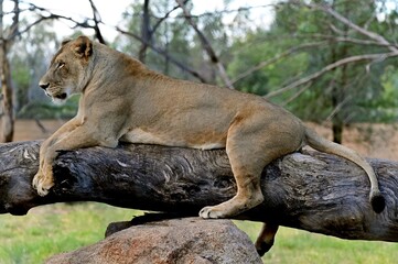 Female lion liones relaxed on a tree log
