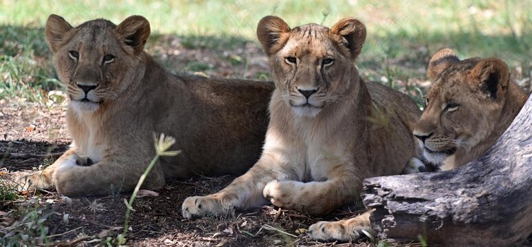 Cute lion cubes relaxing together