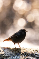 A male plumbeous water redstart calling female in a creek.