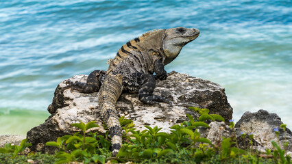 Leguan an einem felsigen Strand in Tulum Mexico