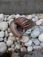 The magnificent giant African snail is a curled beauty on white stones.