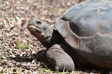 Obraz premium Large female Galápagos giant tortoise (Chelonoidis niger) portrait.
