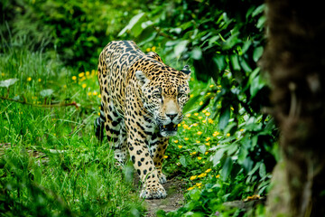 Obraz na płótnie Canvas leopard/jaguar in the wood looking for food