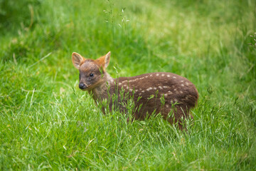 roe deer in the grass