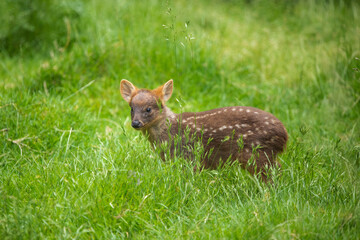 roe deer in the grass