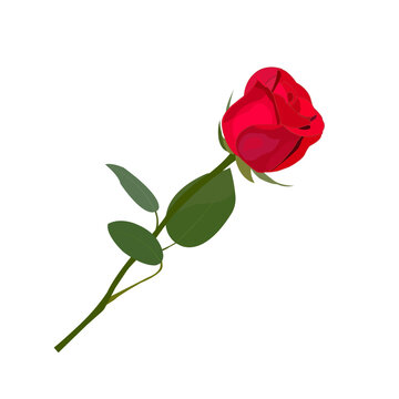 Beautiful, red rose, unopened bud, on a long stem, with green leaves, close-up, isolated, on a transparent and white background. Element for design decoration. Valentine's day, Brazil, March 8. Vector