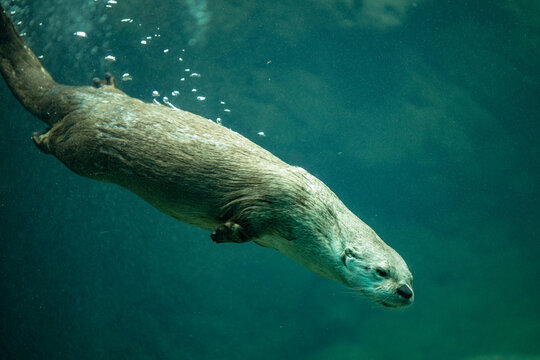 sea otter swimming 