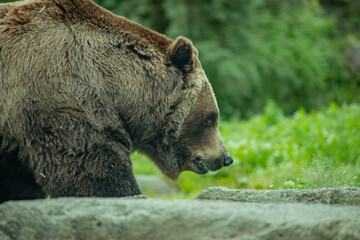 brown bear walking and looking for  food 
