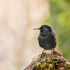 wild lebende tiere, natur, tier, schnabel, black