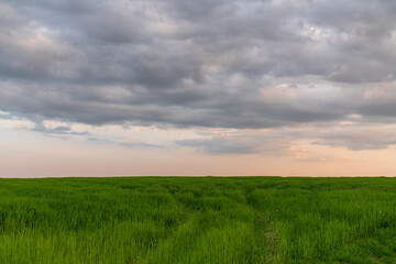 .Green meadows with sunset sky and clouds background..Background image of lush grass field and dark sunset sky and clouds