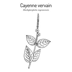 Cayenne snakeweed or false verbena (Stachytarpheta cayennensis), medicinal plant - obrazy, fototapety, plakaty