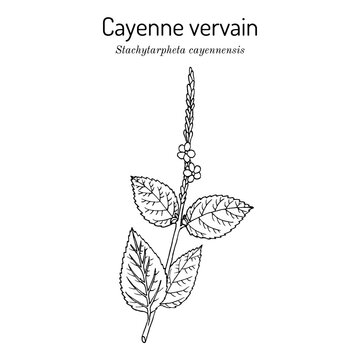 Cayenne snakeweed or false verbena (Stachytarpheta cayennensis), medicinal plant