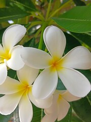 frangipani flower on a tree