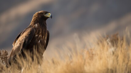 Fototapeta premium Golden Eagle in its natural habitat