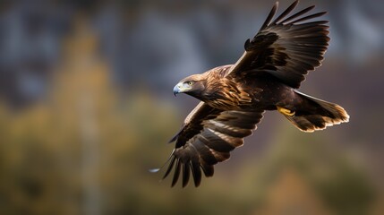 Obraz premium A Golden Eagle in mid-flight