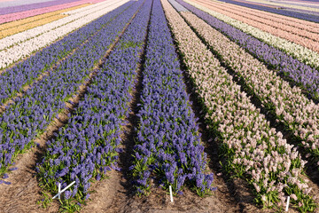 Fields of colorful hyacinths in spring. Netherlands