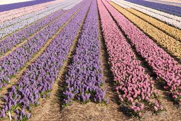 Fields of colorful hyacinths in spring. Netherlands