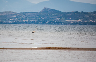 A flamingo bird on a shore.