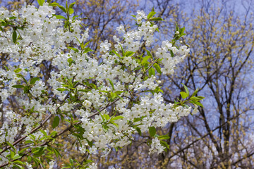 Cherry branches with flowers on blurred background of other trees