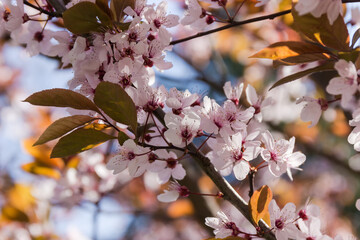 Branch of blooming ornamental plum tree on blurred background
