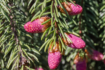 Branch of fir tree with young pink cones close-up