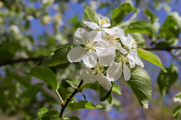 Apple branch with flowers close-up on a blurred background