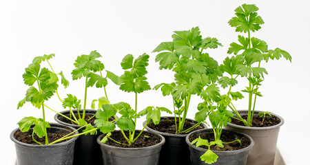 Fresh organic celery growing in the pot isolated on white background
