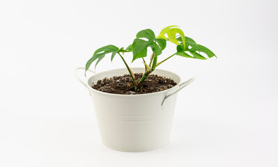 Rhaphidophora Tetrasperma or Mini Monstera in the bucket shaped flowerpot  isolated on white background.