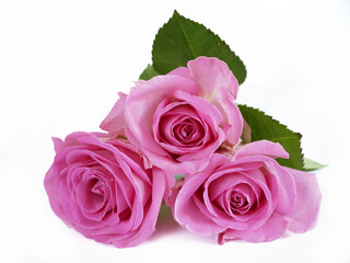 Pink rose flower bouquet isolated on white background