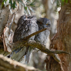 Tawny Frogmouths, NSW Australia