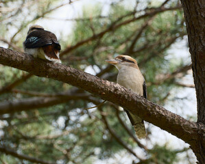 Kookaburras, NSW Australia