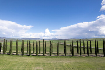 Obraz premium Photographic documentation of the cypresses of the province of Siena