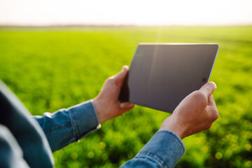 Chief farmer with a digital tablet on a green field. Agronomist checks the harvest in the agricultural field. Checking the field of wheat. Smart farm. Agribusiness.