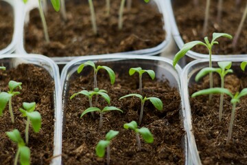seedlings in a greenhouse