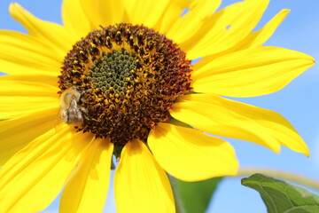Close up of sunflower on blue sky