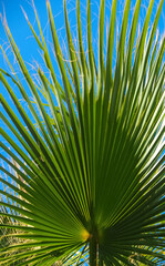 Green palm leaves with blue sky