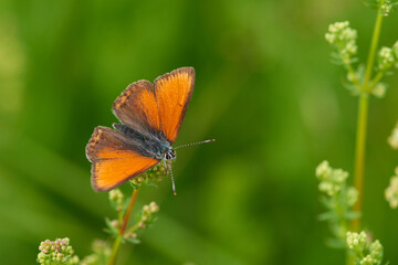 Männchen des Lilagold-Feuerfalter (Lycaena hippothoe)